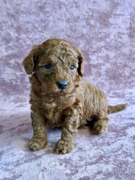 Собаки в Москве: Девочка той пудель  Девочка, 80 000 руб. - фото 1