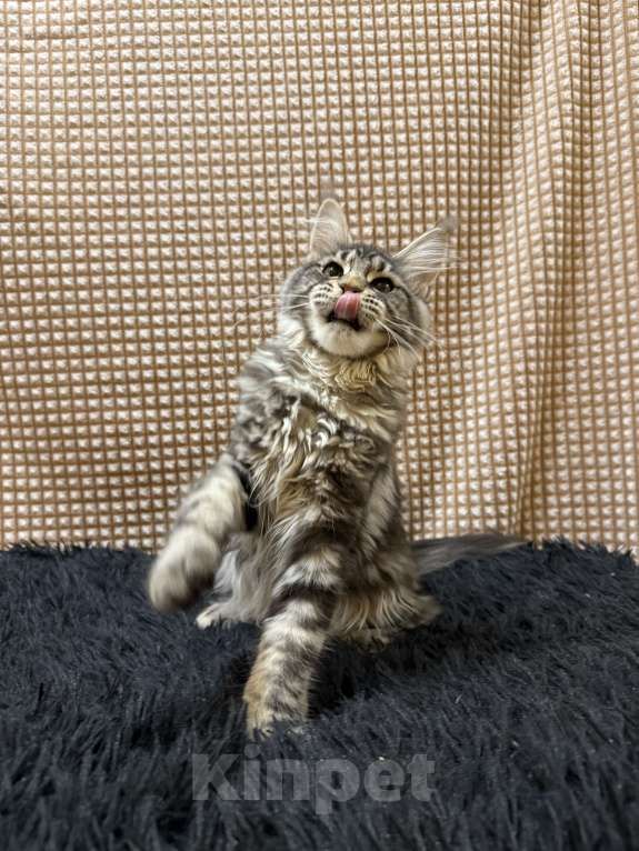 Кошки в Москве: Мейн-кун котенок Девочка, 25 000 руб. - фото 2