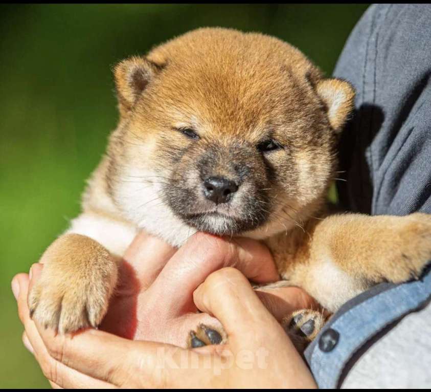 Собаки в Москве: Щенок сиба ину Девочка, 50 000 руб. - фото 4