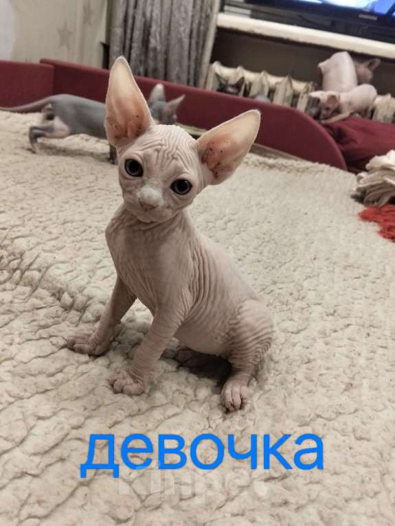 Кошки в Москве: Канадский сфинкс(котенок) Девочка, 20 000 руб. - фото 3