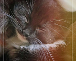 Кошки в Находке: Котенок, ищет добрые руки Мальчик, Бесплатно - фото 3