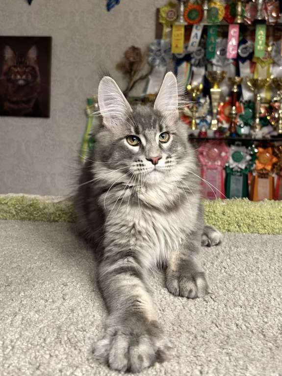 Кошки в Санкт-Петербурге: Кот мейн-кун Мальчик, 70 000 руб. - фото 3