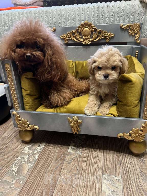 Собаки в Москве: Мини мальчик мальтипу ф1 Мальчик, 100 000 руб. - фото 5