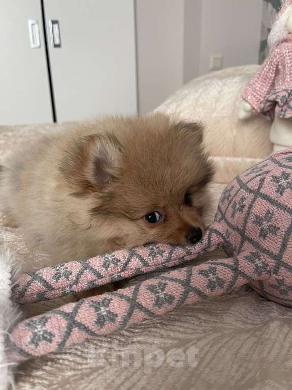 Собаки в Балашихе: Немецкий шпиц Девочка, 30 000 руб. - фото 3