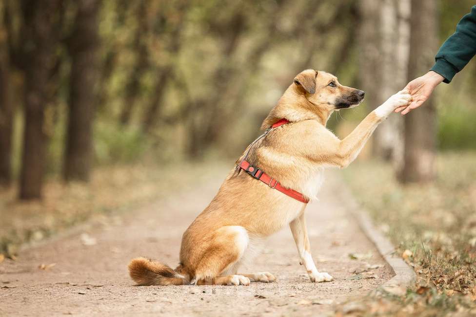 Собаки в Москве: Нанами Девочка, Бесплатно - фото 2