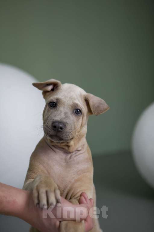 Собаки в Сургуте: Продам щенков Тайского Риджбека Мальчик, Бесплатно - фото 3
