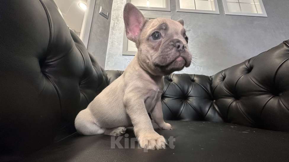 Собаки в Иркутске: Лекс Лагерфельд Мальчик, 60 000 руб. - фото 5