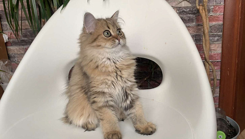 Шотландская Highland stright