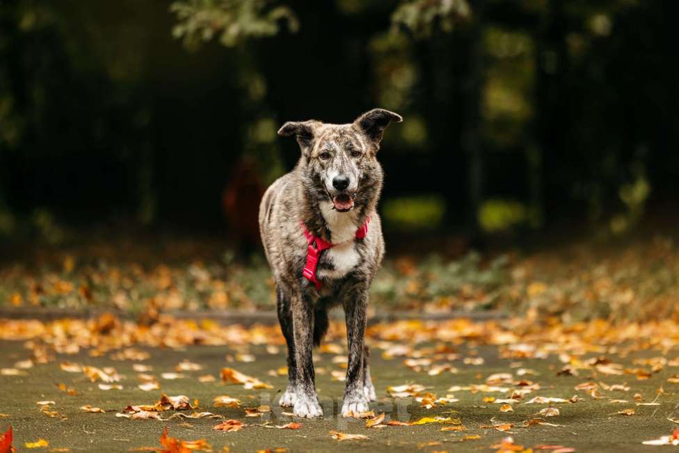 Собаки в Москве: Уникальная Верба в поисках дома Девочка, Бесплатно - фото 2