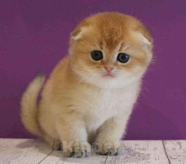 Кошки в Москве: Шотландские котята Мальчик, 35 000 руб. - фото 10