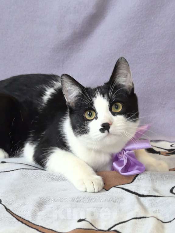 Кошки в Москве: Смешной, милый  котёнок Коржик с мухой на носу ищет дом и семью! Мальчик, Бесплатно - фото 9