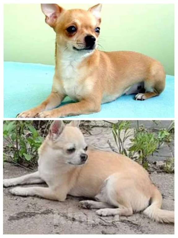 Собаки в Орле: Собаки Мальчик, 15 000 руб. - фото 2