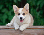 Собаки в Белоозёрском: Вельш корги пемброка высококлассный щенок Мальчик, 100 000 руб. - фото 1