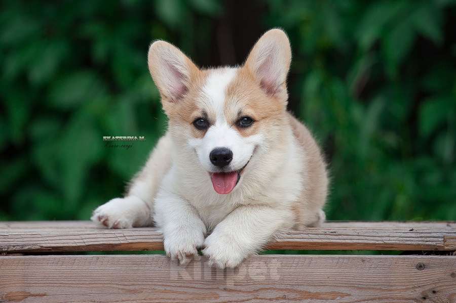 Собаки в Белоозёрском: Вельш корги пемброка высококлассный щенок Мальчик, 100 000 руб. - фото 1