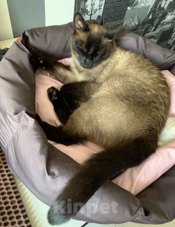 Кошки в Ярославле: Потерялся кот Мэт  Мальчик, 5 000 руб. - фото 4