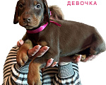 Собаки в Чебоксарах: Доберманы щенки РКФ Мальчик, 45 000 руб. - фото 4