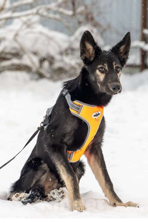 Собаки в Химках: Скромняшка Барс ждёт свою семью Мальчик, Бесплатно - фото 7