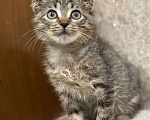 Кошки в Москве: Вислоухий Паша. Котенок в добрые руки. Мальчик, Бесплатно - фото 5