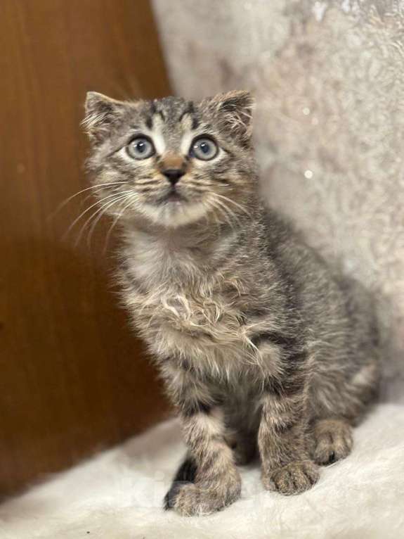 Кошки в Москве: Вислоухий Паша. Котенок в добрые руки. Мальчик, Бесплатно - фото 5