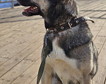 Собаки в Казани: Лайка с овчаркой Девочка, Бесплатно - фото 7
