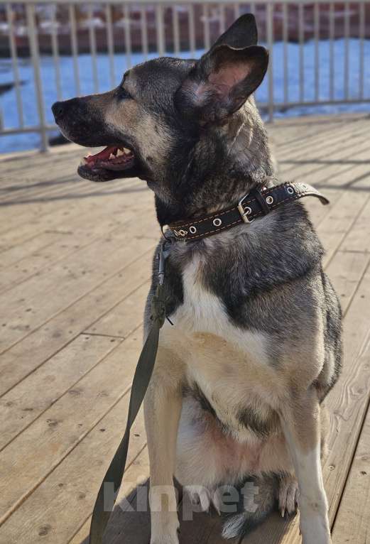 Собаки в Казани: Лайка с овчаркой Девочка, Бесплатно - фото 7