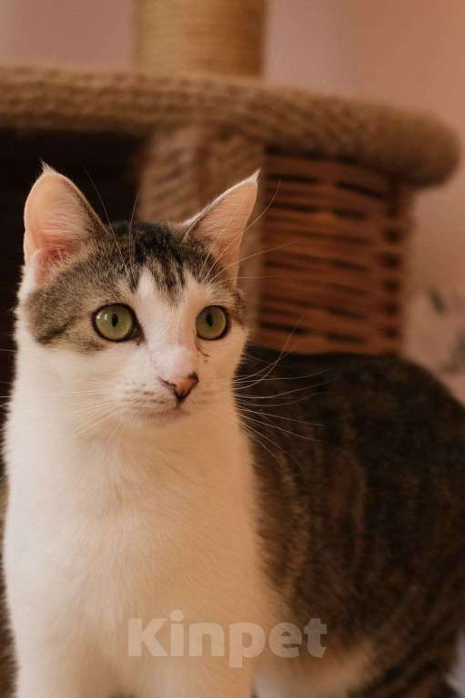 Кошки в Санкт-Петербурге: Кошка ищет дом Девочка, Бесплатно - фото 5