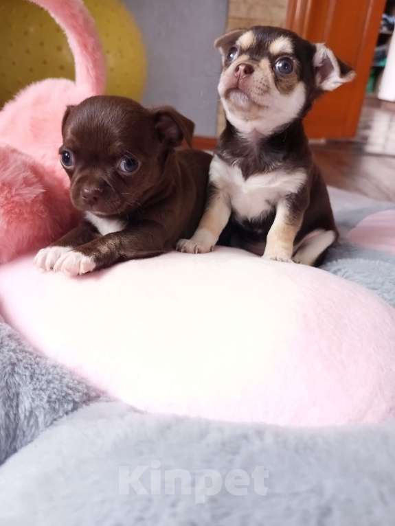 Собаки в Ростове-на-Дону: Щенки чихуахуа Девочка, 15 000 руб. - фото 2