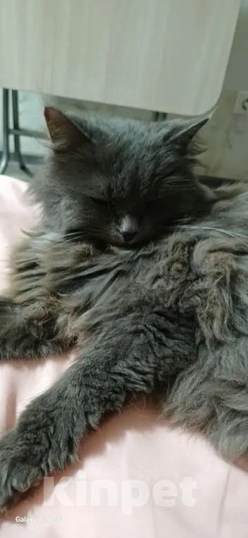 Кошки в Сочи: Кошка в добрые руки Девочка, Бесплатно - фото 1