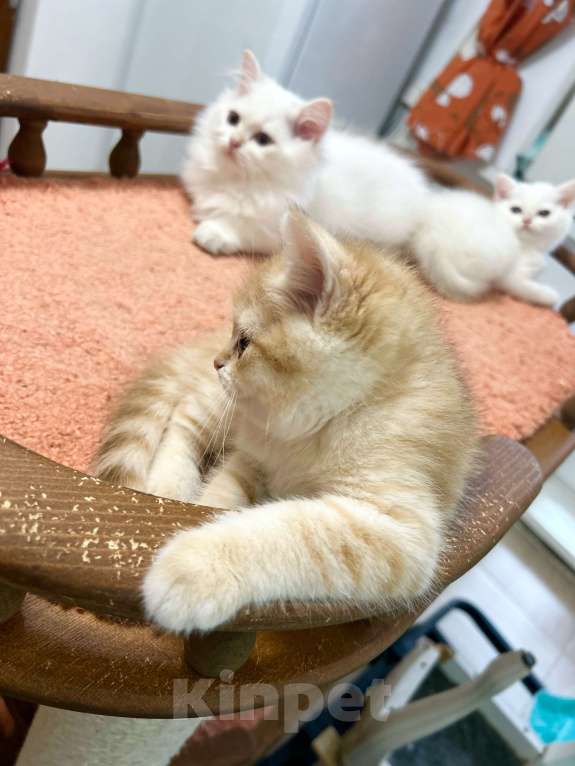 Кошки в Москве: Котик золотая шиншилла  Мальчик, 25 000 руб. - фото 9