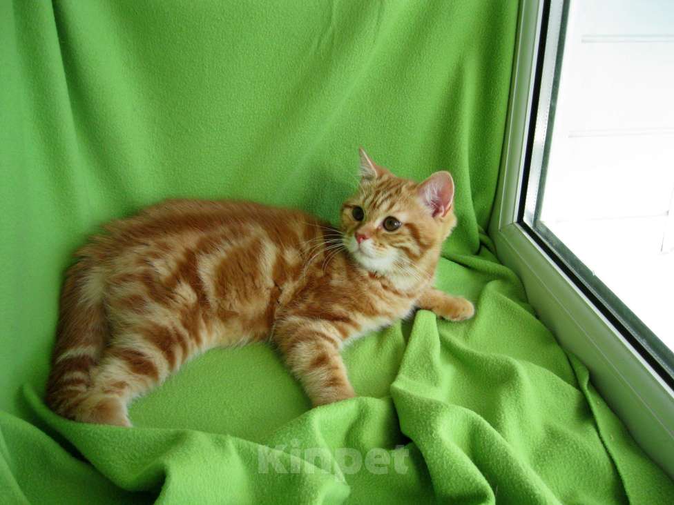 Кошки в Ставрополе: Котята мраморята Мальчик, 10 000 руб. - фото 8