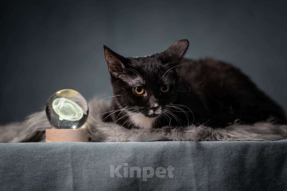 Кошки в Клине: Котюлька — очаровательная молодая кошечка Девочка, Бесплатно - фото 10