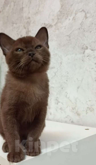 Кошки в Москве: Соболиный котик Мальчик, Бесплатно - фото 4