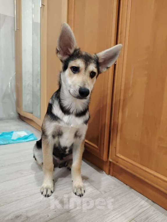 Собаки в Москве: Джокер в добрые руки Мальчик, Бесплатно - фото 8