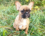 Собаки в Красноармейске: Девочки французкого бульдога Девочка, 30 000 руб. - фото 7