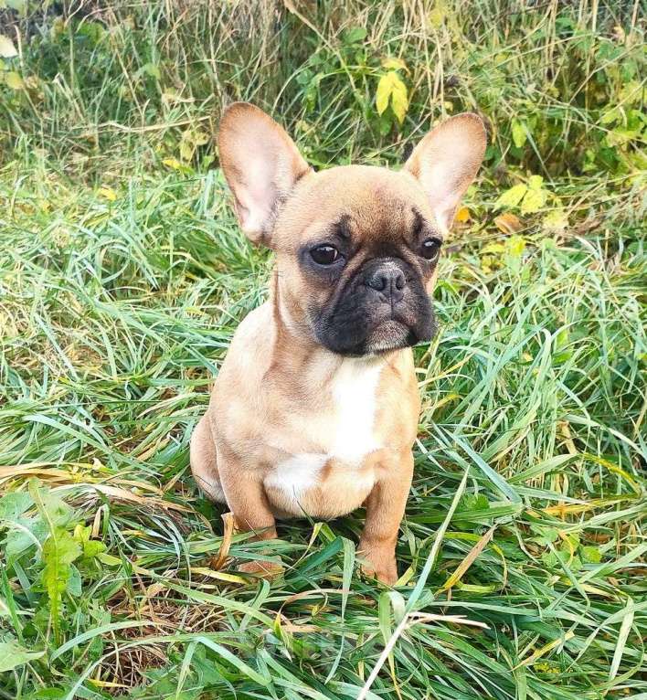 Собаки в Красноармейске: Девочки французкого бульдога Девочка, 30 000 руб. - фото 7