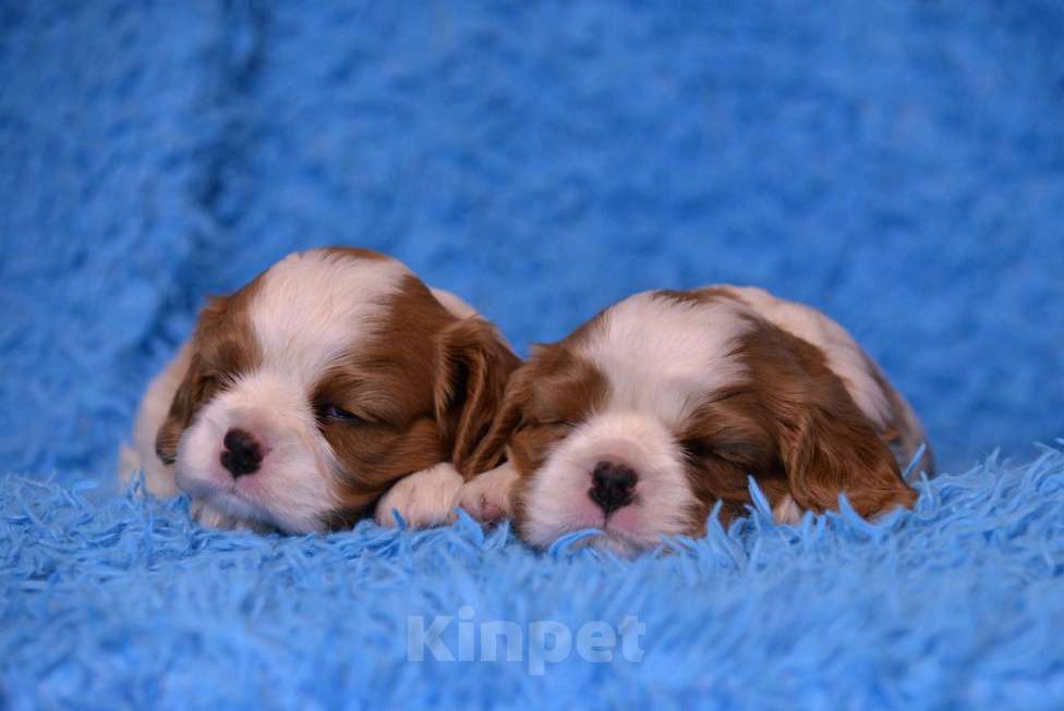 Собаки в Санкт-Петербурге: Щенки Кавалер Кинг Чарльз Спаниеля, РКФ Мальчик, 90 000 руб. - фото 1