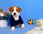 Собаки в Тюмени: Щенки Джек Рассел терьер мальчики и девочки Мальчик, 35 000 руб. - фото 7
