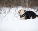 Собаки в Москве: Васко - неженка и лапочка Мальчик, Бесплатно - фото 1