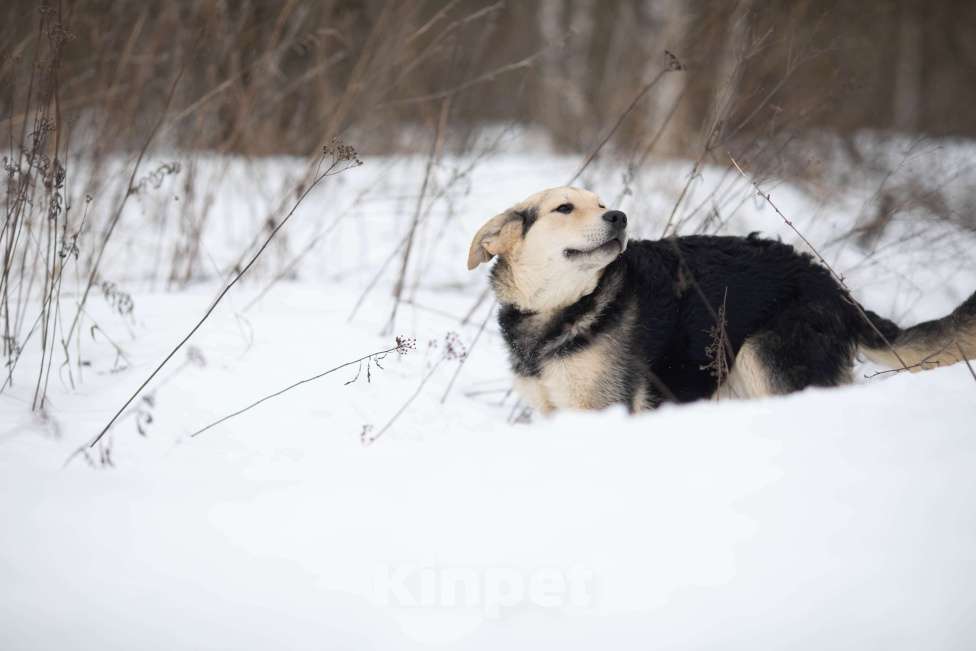 Собаки в Москве: Васко - неженка и лапочка Мальчик, Бесплатно - фото 1