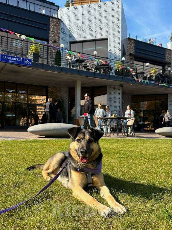 Собаки в Москве: -Москва, услышьте зов Персея!  Мальчик, 1 руб. - фото 5