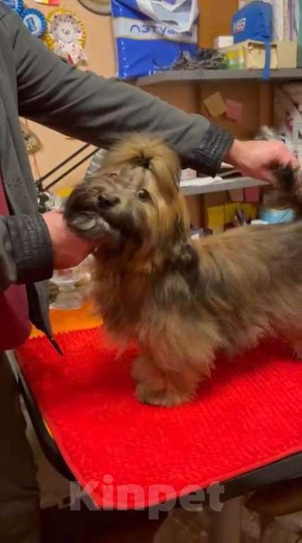 Собаки в Москве: Красотка Гаванский Бишон Хаванез  Девочка, 85 000 руб. - фото 1