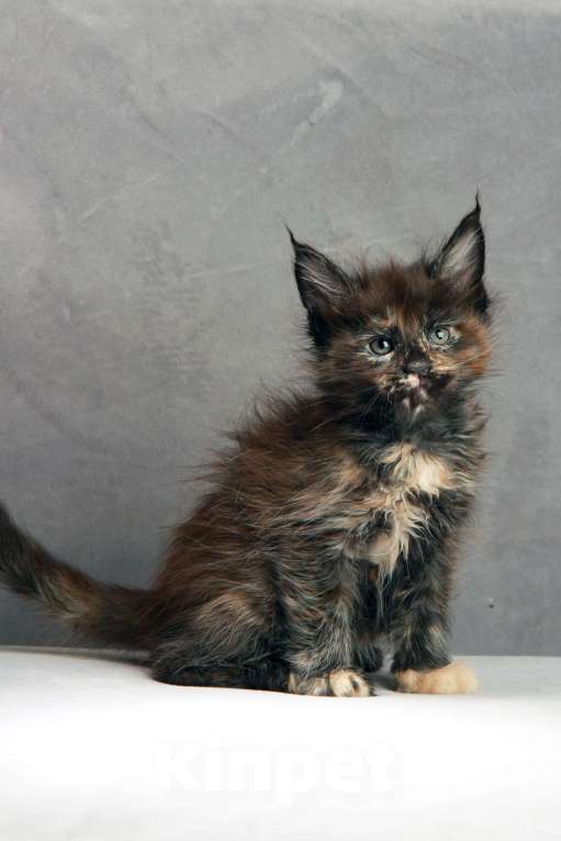 Кошки в Москве: Черепаха Девочка, Бесплатно - фото 1