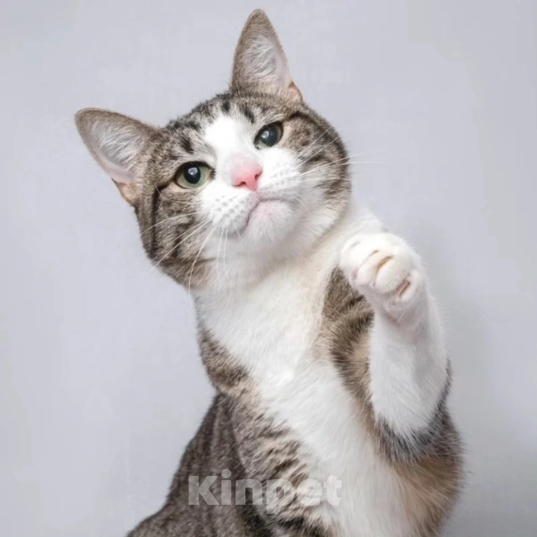 Кошки в Москве: Найда доверилась человеку, а ее избили Девочка, Бесплатно - фото 4