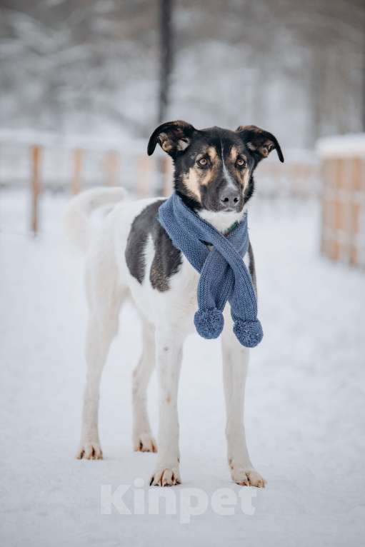 Собаки в других городах Московской области: Солнечный мальчишка ждёт семью в приюте Мальчик, Бесплатно - фото 8