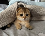 Кошки в Москве: Шотландский вислоухий котенок Девочка, 10 000 руб. - фото 6
