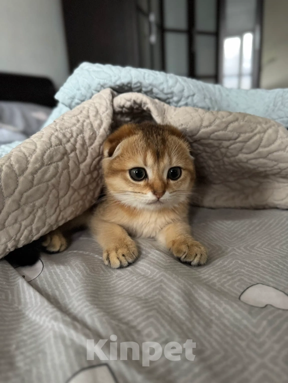 Кошки в Москве: Шотландский вислоухий котенок Девочка, 10 000 руб. - фото 6
