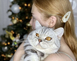 Кошки в Сургуте: Британские котята  Мальчик, 25 000 руб. - фото 1