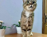 Кошки в Кувшиново: Стерилизованная и привитая красавица в дар, Бесплатно - фото 9