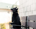 Собаки в Зеленограде: Север в добрые руки Мальчик, Бесплатно - фото 2