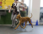 Собаки в Москве: Фараонова собака щенки Мальчик, 120 000 руб. - фото 2